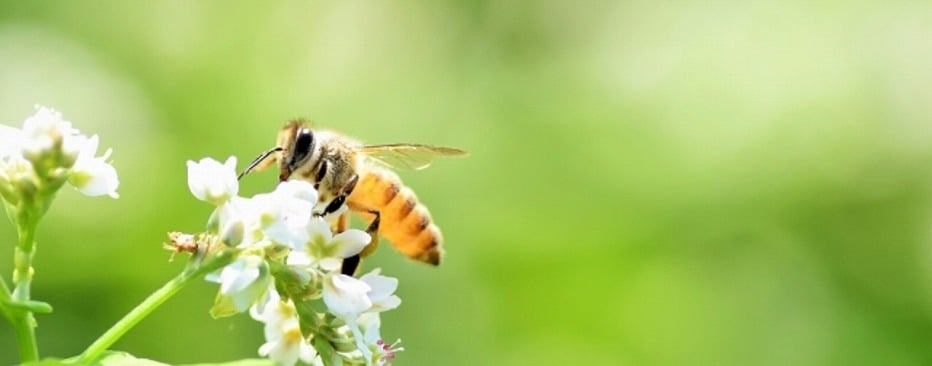 ミツバチがいなくなると人類は滅亡するのか